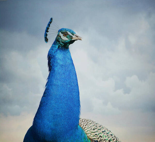 Indian Peacock Art Print featuring the photograph Head In The Clouds #1 by Fraida Gutovich