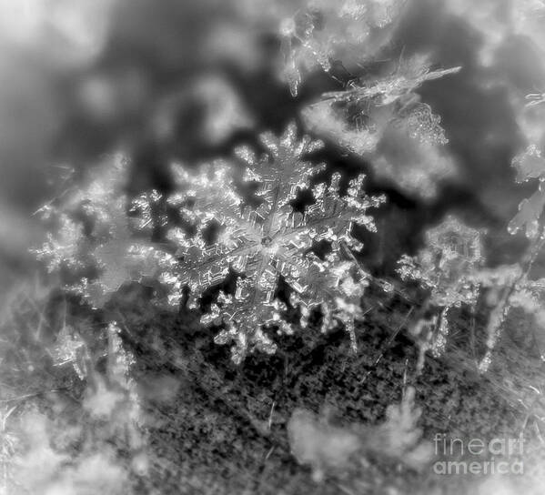 Cheryl Baxter Photography Art Print featuring the photograph Macro Snowflake #1 by Cheryl Baxter