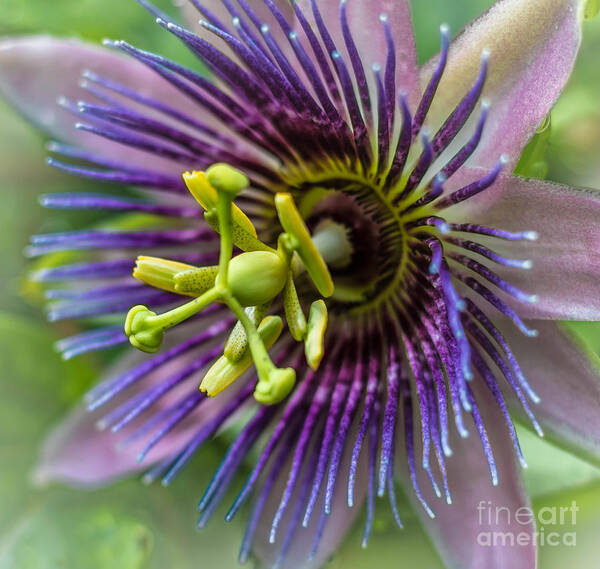 Nature Art Print featuring the photograph Purple Passion #1 by George Kenhan