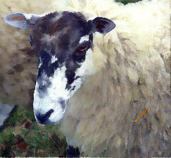 Sheep Art Print featuring the photograph Old Deuteronomy #2 by Mindy Newman