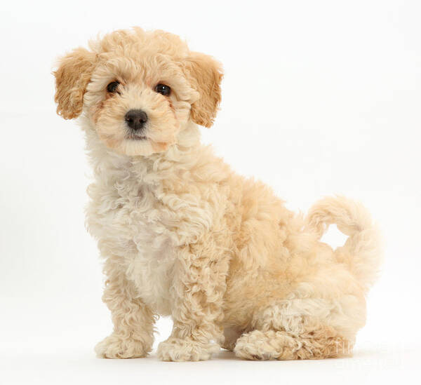 Poochon Puppy Art Print featuring the photograph Poochon Puppy #2 by Mark Taylor