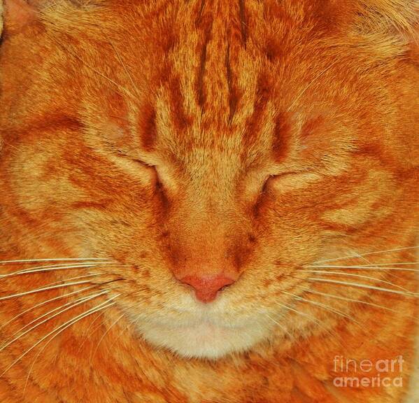 Cat Animal Pet Feline Tabby Orange Love Photo Digital Jan Gelders Photography Art Print featuring the photograph A Cat Portrait by Jan Gelders