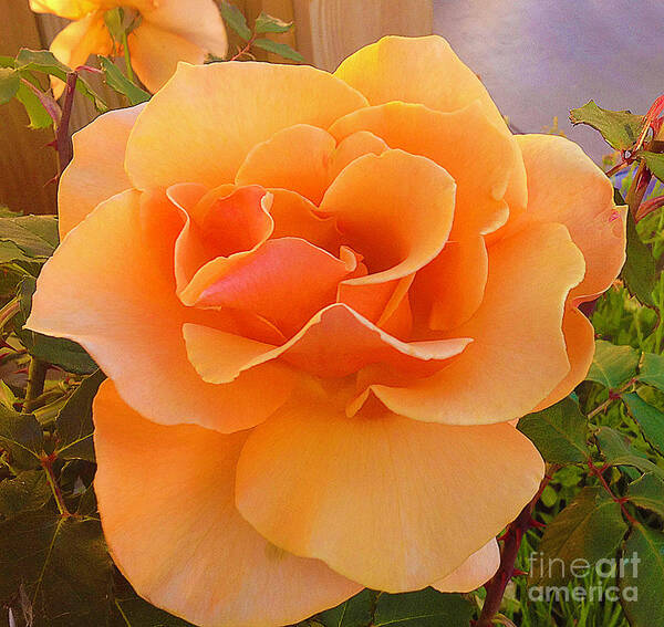 Flower Art Print featuring the photograph A Rose Is A Rose by Joyce Creswell