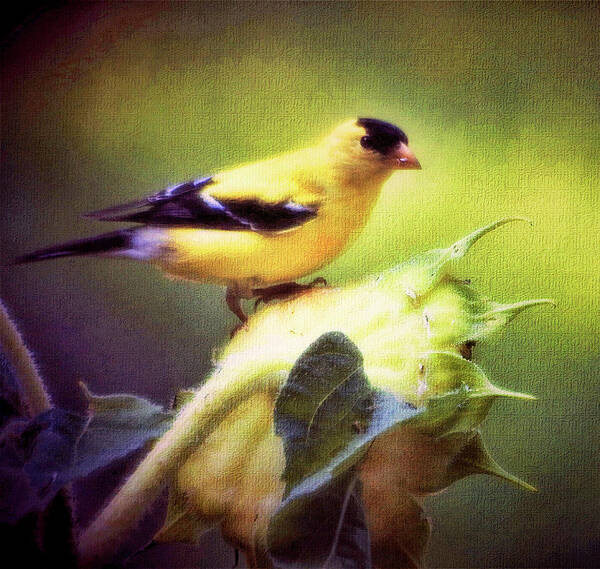 American Goldfinch Art Print featuring the photograph A Taste for Sunflowers by Ola Allen