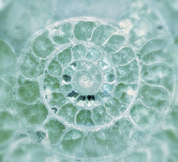 Ammonite Art Print featuring the photograph Ammonite Emerald Green by Gigi Ebert