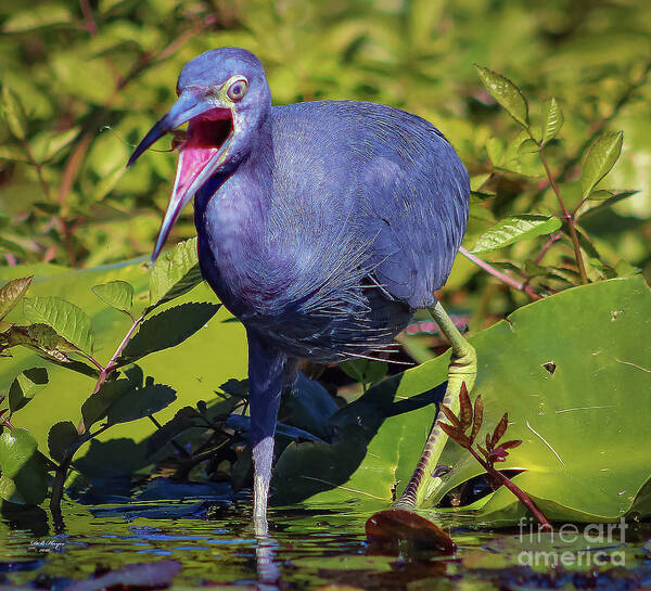 Herons Art Print featuring the photograph Angry Little Blue Heron - Egretta Caerulea by DB Hayes