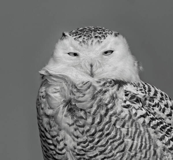 Snowy Owl Art Print featuring the photograph Arctic Visitor by Jim Zablotny