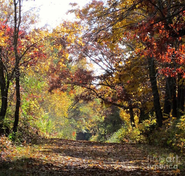 Photography Art Print featuring the photograph Autumn Walk by Kathie Chicoine