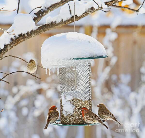 Birds; Backyard Birds; Winter Is For The Birds; Audubon; Love Birds; Bird Feeding; The Great Outdoors;  Art Print featuring the photograph Backyard Birds by Betty Morgan