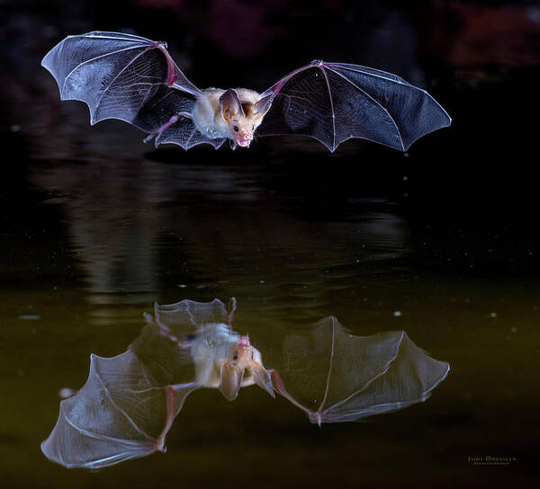 Bat Art Print featuring the photograph Bat Flying over Pond by Judi Dressler