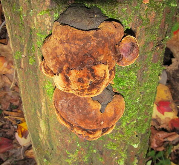 Bear Fungus Images Christmas Teddy Bear Fungi Christmas Bears Christmas Bear Fungi Rare Fungi Formations Trippy Images Wild Images Wild Prints Wild Fungi Wild Mushrooms North American Seasonal Forest Fungi Maryland Fungi Woodland Wonders Natural Wonders Oldgrowth Forest Maryland Mycology Natural Christmas Prints Green Prints Green Christmas Prints Holiday Prints Valentine Bears Valentine Prints Arbor Art Arboreal Art Images Christmas Cards Valentine Cards  Art Print featuring the photograph Teddy Bear Fungi by Joshua Bales