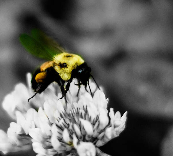 Bumble Bee Art Print featuring the photograph Bee Bee by Metaphor Photo
