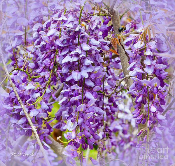 Busy Bee In Wisteria Flowers Art Print featuring the photograph Busy Bee in Wisteria Flowers by Michelle Constantine