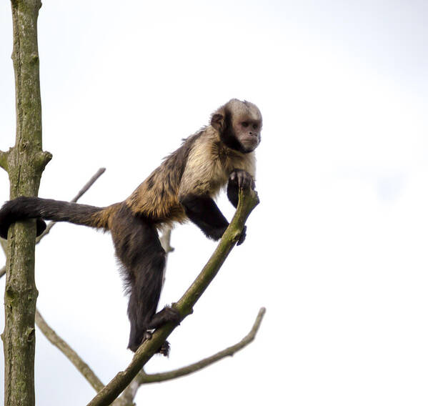 Animal Art Print featuring the photograph Capuchin Monkey by Scott Lyons