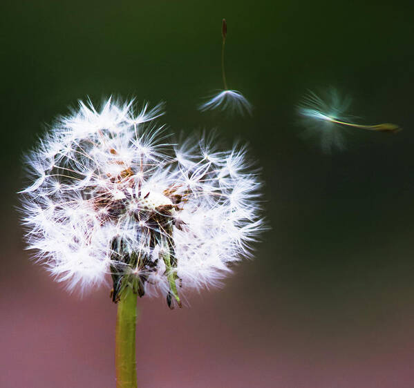 Dandelion Art Print featuring the photograph Carried by the Wind by Parker Cunningham