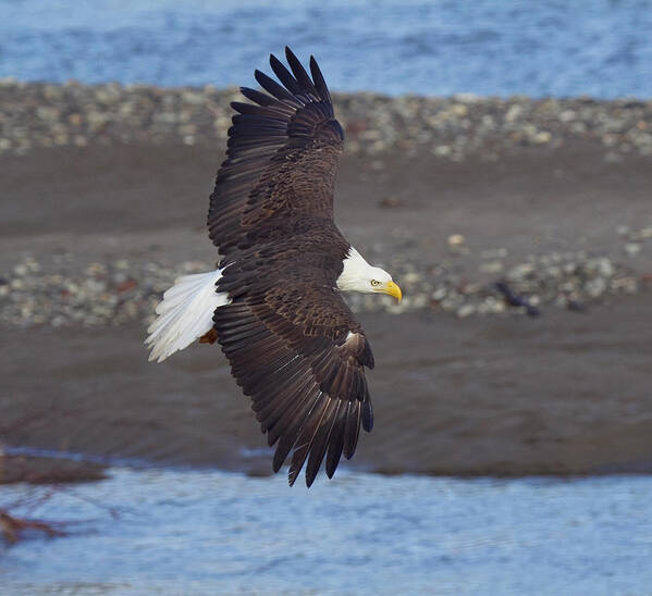 Bald Eagle Art Print featuring the photograph Checking out the river by Elvira Butler