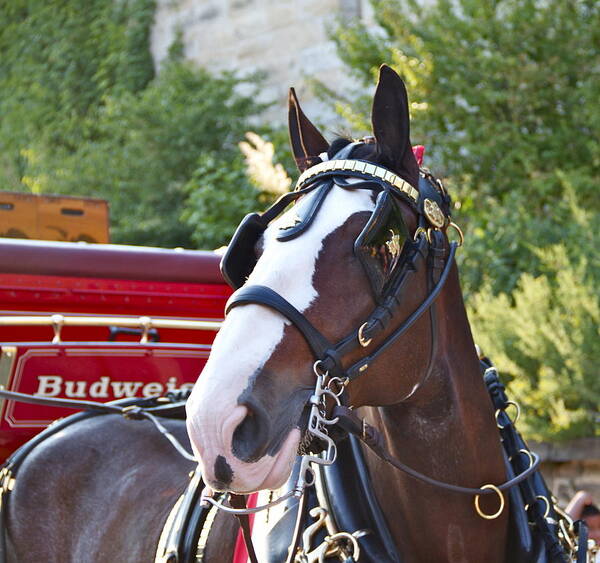 Clydesdale Horse Draft Esp Eastern State Penitentiary Budweiser Art Print featuring the photograph Clydesdale at ESP by Alice Gipson