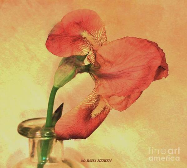 Photo Art Print featuring the photograph Coral Iris by Marsha Heiken