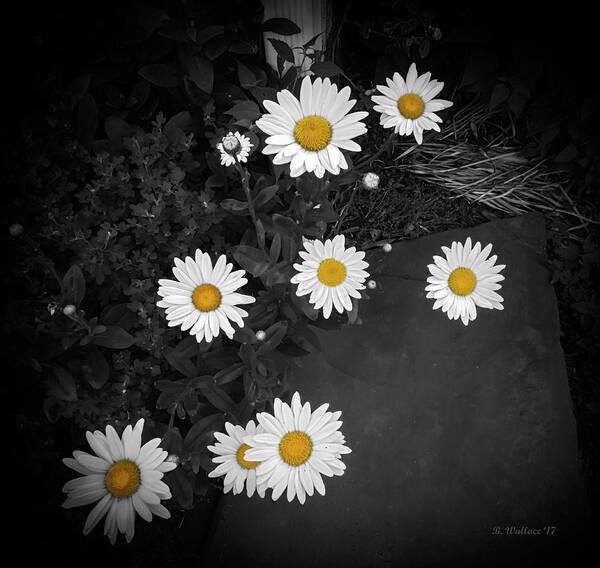 2d Art Print featuring the photograph Daisies - Color Select by Brian Wallace