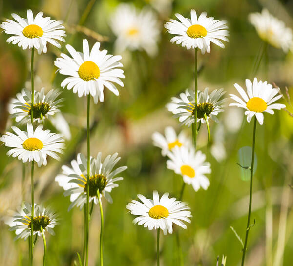 Daisies Art Print featuring the photograph Daisies Galore 2014-1 by Thomas Young