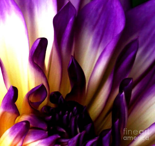 Dahlia Art Print featuring the photograph Desire by Linda Shafer