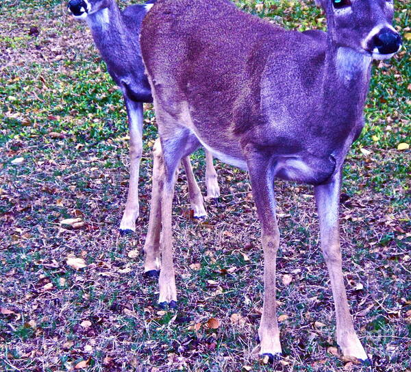 Two Deer Art Print featuring the photograph Distrubing Deer by Chuck Taylor