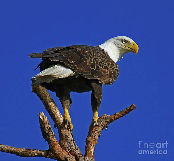 Eagle Art Print featuring the photograph Eagle the Female by Larry Nieland