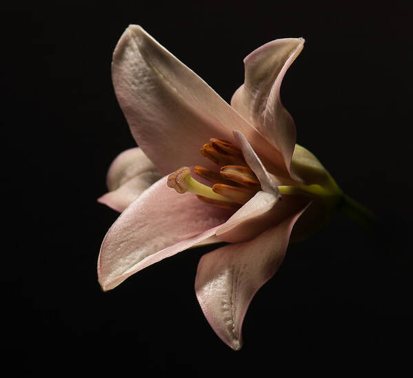 Lilly Art Print featuring the photograph Emerging Lilly by Len Romanick