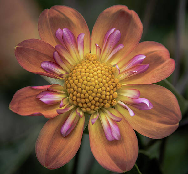 Dahlia Art Print featuring the photograph Floral Excellence by Jerry Cahill