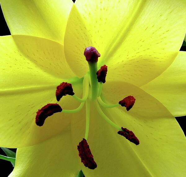 Flower Art Print featuring the photograph Glowing Lily by Linda Stern