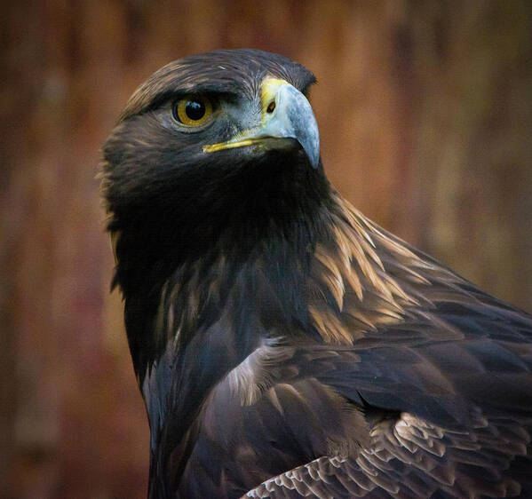 Eagle Art Print featuring the photograph Golden Eagle 4 by Jason Brooks