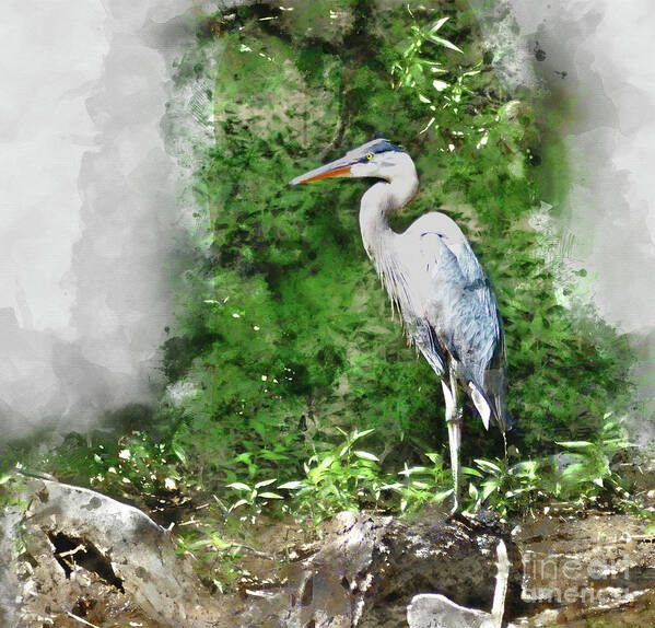 Heron Art Print featuring the digital art Great Blue Heron Watercolor by Kathy Kelly