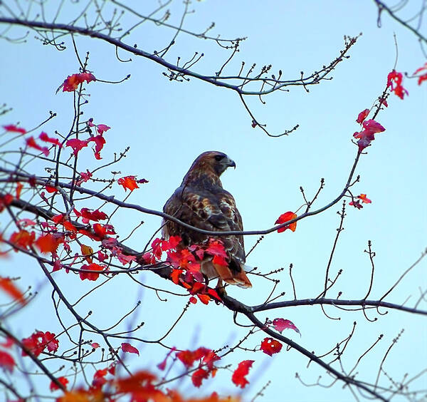 Bird Art Print featuring the photograph Hawk on the tree with red leaves by Lilia S