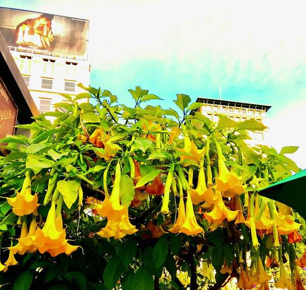 Lush Art Print featuring the photograph Lush Trumpet Vines in Union Square in San Francisco by Kenlynn Schroeder