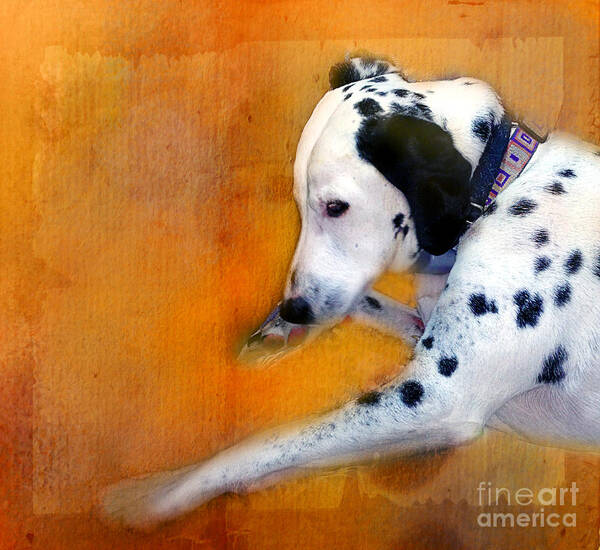 Dalmatian Art Print featuring the photograph My Sleeping Dalmatian by Judi Bagwell