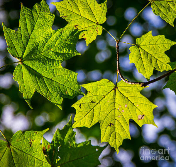 Fall Art Print featuring the photograph Natures Going Green Design by Michael Arend