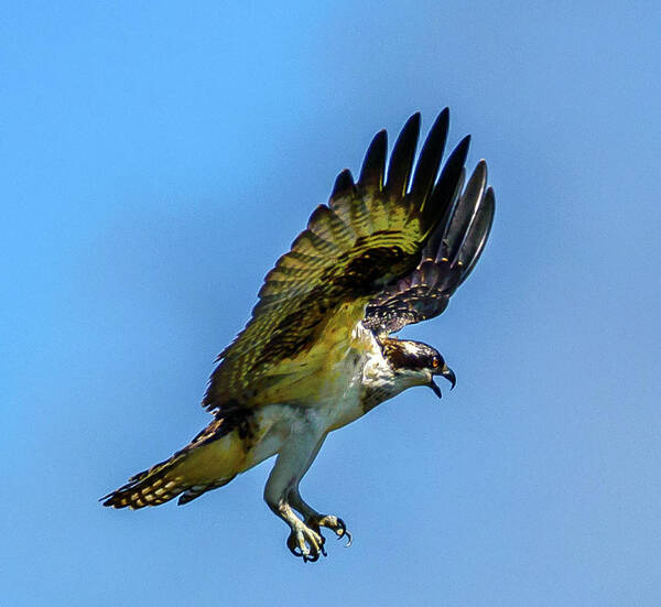 Osprey Art Print featuring the photograph On Approach by Jerry Cahill