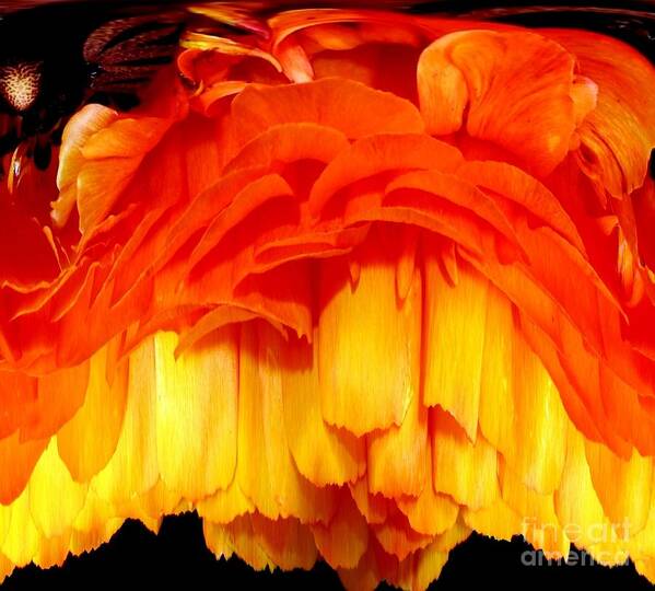 Ranunculus Art Print featuring the photograph Orange Ranunculus Polar Coordinate by Rose Santuci-Sofranko