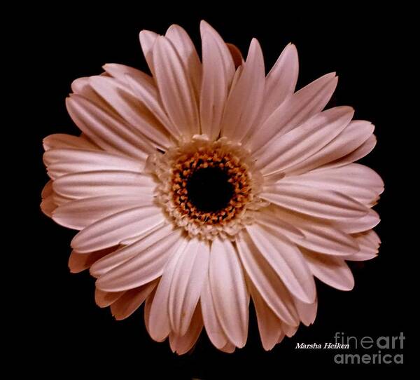 Photo Art Print featuring the photograph Pearl Pink Daisy by Marsha Heiken