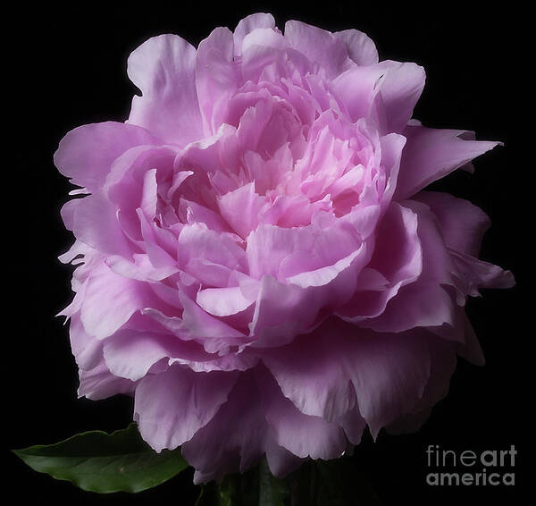 Flower Art Print featuring the photograph Pink Peony by Ann Jacobson