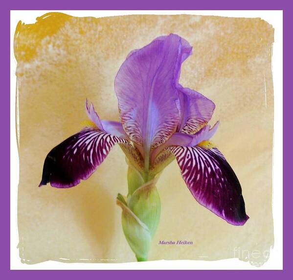 Photo Art Print featuring the photograph Purple Elegant Iris by Marsha Heiken