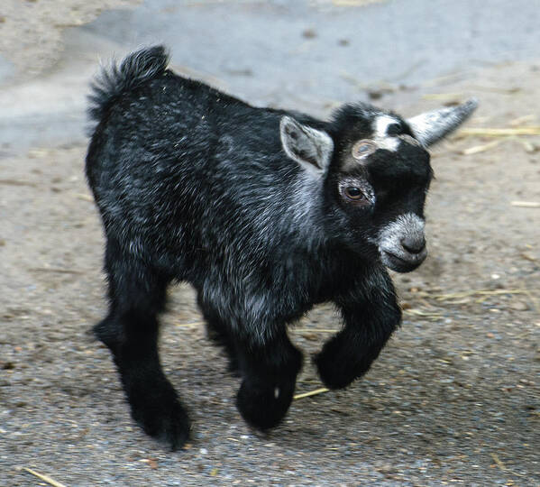 Animal Art Print featuring the photograph Pygmy Goat Kid by William Bitman