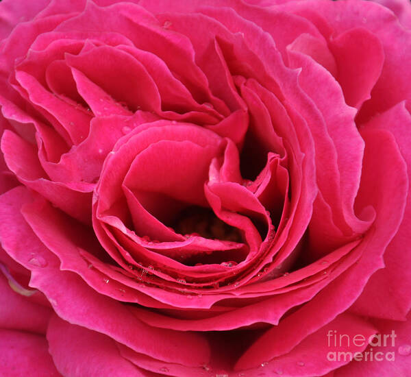 Rose Art Print featuring the photograph Raindrops on Roses by Milleflore Images