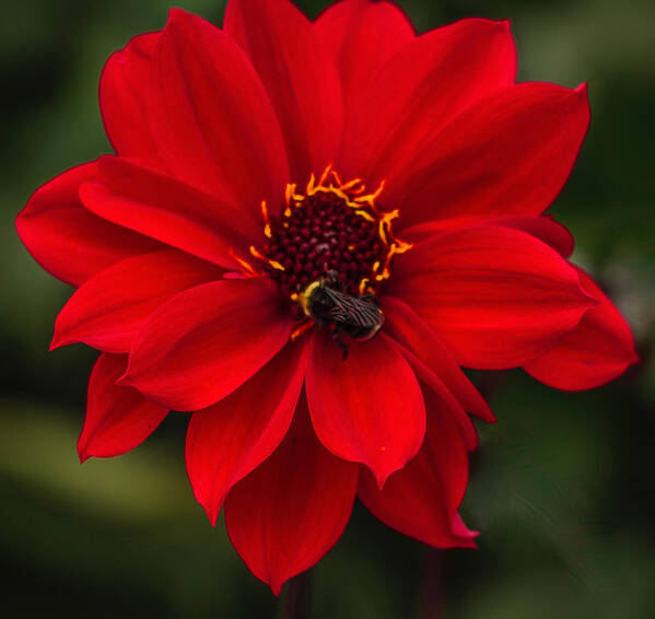 Flowers Art Print featuring the photograph Ravishing Red Dahlia With Bee by Venetia Featherstone-Witty