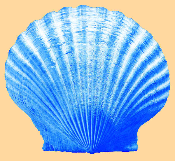 Sea Art Print featuring the photograph Sea Shell -Blue on Sand by WAZgriffin Digital