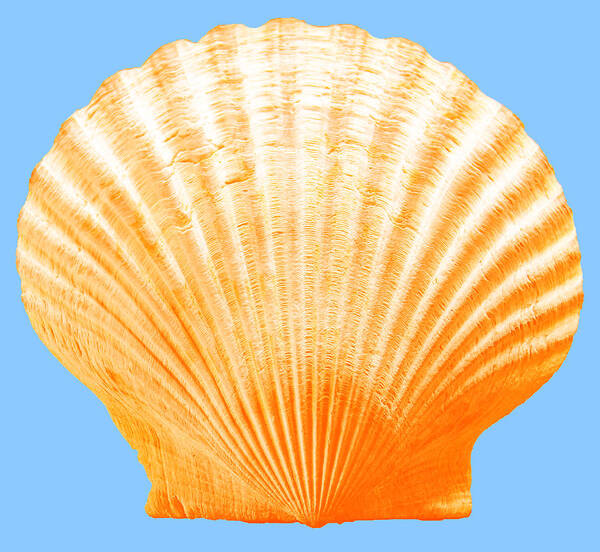 Sea Art Print featuring the photograph Sea Shell-Orange-blue by WAZgriffin Digital