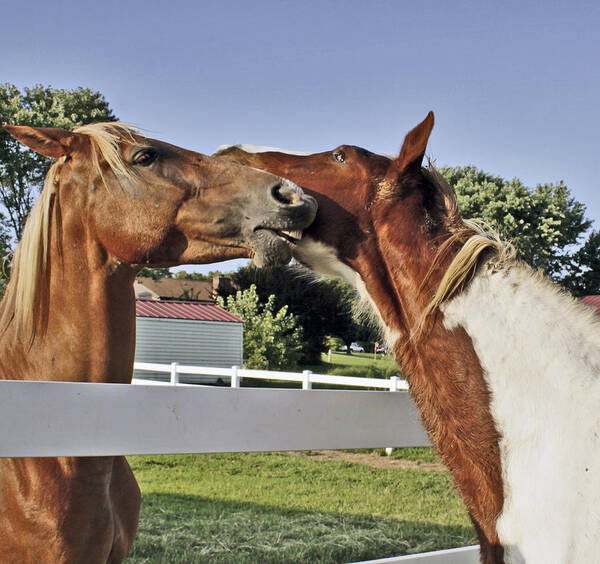 Horses Art Print featuring the photograph Sharing Secrets by Linda A Waterhouse