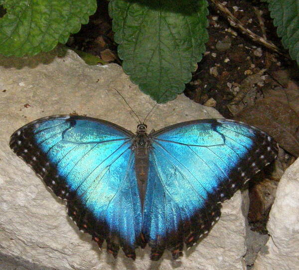 Butterfly Art Print featuring the photograph Showing Off Blue Mortho Butterfly by Antonia Citrino