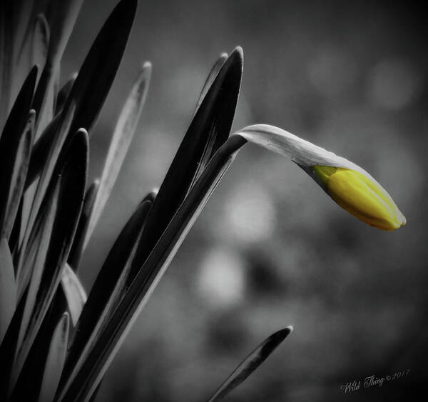 Spring Art Print featuring the digital art Spring Yellow by Wild Thing