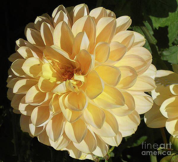 Flower Art Print featuring the photograph Sunburst by Joyce Creswell